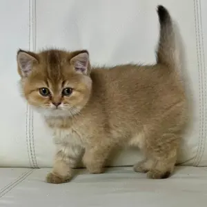 Sanfte Kitten-Dame   2 Monate   liebevoll aufgezogen   Göppingen