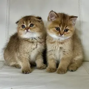Typvoller Kater mit Charakter   2 Monate   Göppingen
