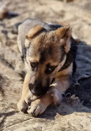 Charlotte braucht Menschen die sich um sie kümmern  Bild 4