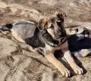 Charlotte braucht Menschen die sich um sie kümmern  Bild 2