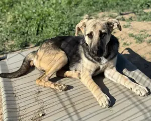 Charlotte braucht Menschen die sich um sie kümmern  Bild 5