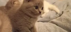 Bkh-Kitten                    