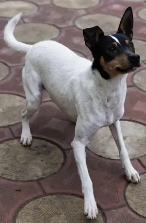 Ramazzotti, ein absoluter Traumhund