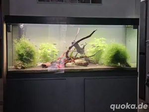 Aquarium 240 l