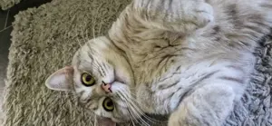 BKH Deckkater  Bild 8