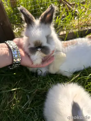 Englische Angora kaninchen