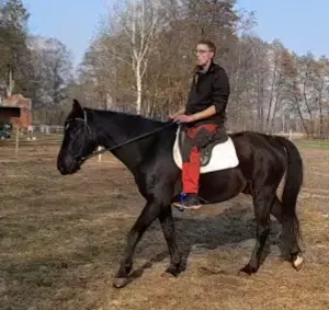 Super Geländepferd, super lieb , 8j. 163cm