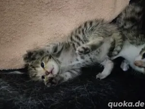 BKH Bengal Kitten zu Verlaufen