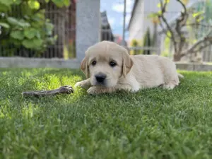Golden Retriever Welpen aus besonders empfehlenswerter Zucht 