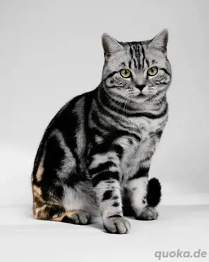 BKH Deckkater black silver classic tabby