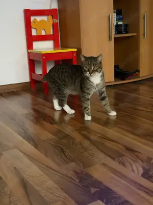 Turbine Kater 