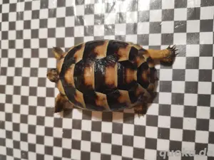 Babys von Breitrandschildkröten weiblich