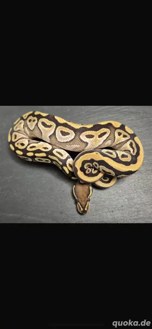 Mojave poss het clown 0.1 