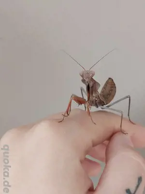 Rhombodera Kirbyi    Papua-Schildmantis    Gottesanbeterin 