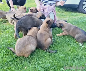 Belgische Schäferhund Welpen