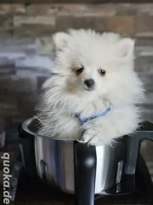 Zwei Pomeranian oder Zwergspitz