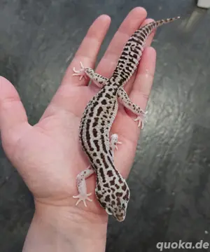 Panda cross Leopardgecko Weibchen aus 2024