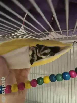Jungtier Sugar Glider Pärchen