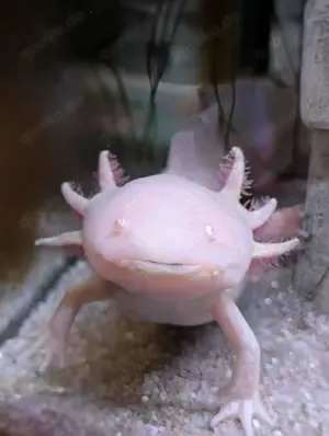 Axolotl männlich Goldalbino adult 