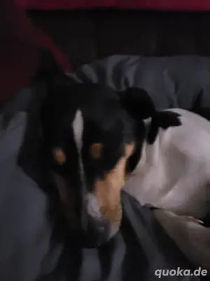 Suche Jack Russell Welpen 