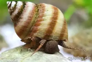 Pianoschnecke Taia naticoides -Algenfresser