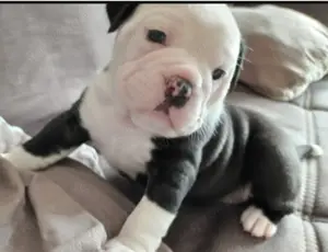 Suche Old Englisch oder amerikanische Bulldoggen Welpe