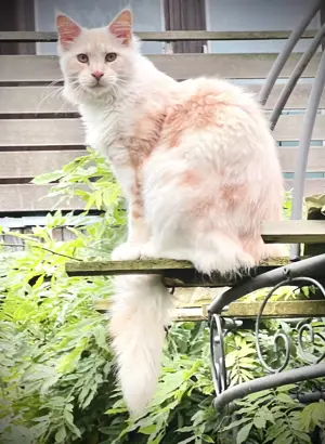 Maine Coon Katzen 15 Monate alt 