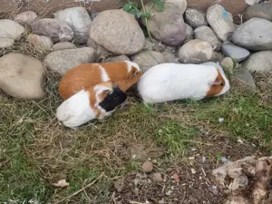 Meerschweinchen Weiblich