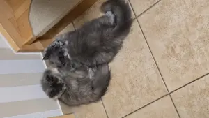 Verkaufe 2 süße Britisch Langhaar Katzen Bild 2