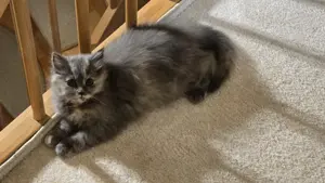 Verkaufe 2 süße Britisch Langhaar Katzen Bild 3
