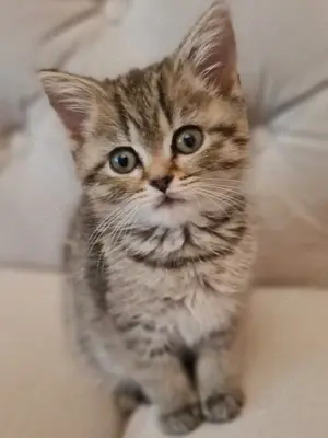 Bkh kitten Männlich silver Tabby Spottet 