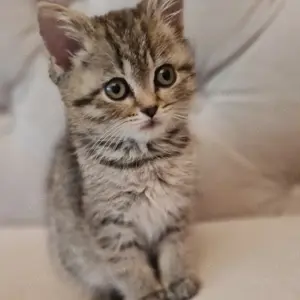 BKH-BLH Kitten weiß 