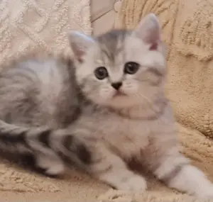 BKH-BLH Kitten weiß Männlich und Weiblich 