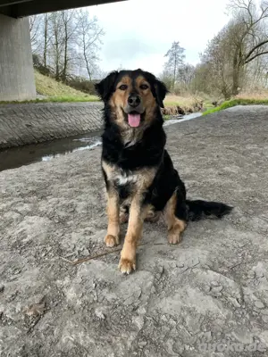 Bernersennen - Golden Retriever Mix Welpen Bild 5
