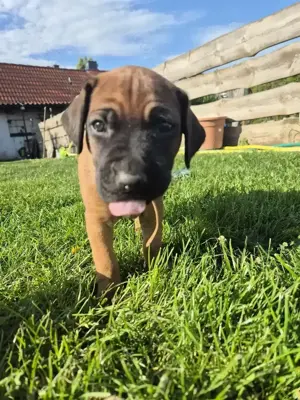 Ridgeback-Welpen zu verkaufen 