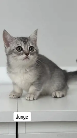 bkh kitten 