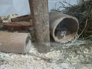 Junge Afrikanische Zwergmäuse