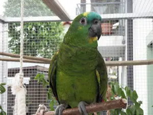 Blaustirnamazonen Pärchen