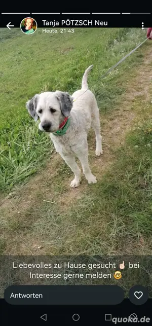 Terrier Mix