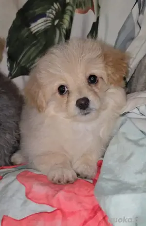 Pomeranian Toypudel Mädchen süße Maus 