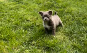 Chihuahuas reinrassig  Mai2025 Rüde+ Weibchen Bild 2