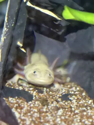 3 Axolotl 1m 2w und 2 Jungtiere 5 Monate unbestimmt 
