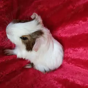 Meerschweinchen Baby Böckchen