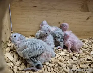 Molina Sittich, Küken, Pyrrhura Molinae, Grünwangen Rotschwanz, Gelbseiten, Baby , Zwerg Papagei 