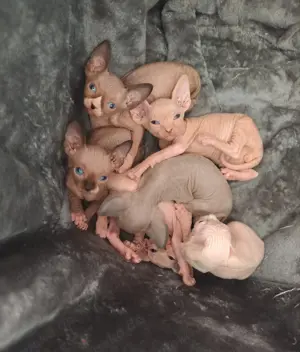 Sphinx-Kätzchen suchen ein liebevolles Zuhause!