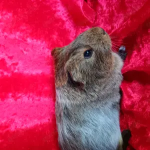 Meerschweinchen Baby Böckchen