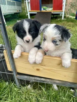 Wunderschöne Border Collie Welpen   Familienaufzucht mit Herz   