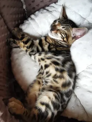 Zuckersüße Bengal-Mädchen 