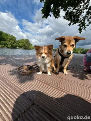 suchen kleinen hund 