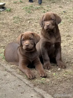 Wunderschöne Labrador Welpen